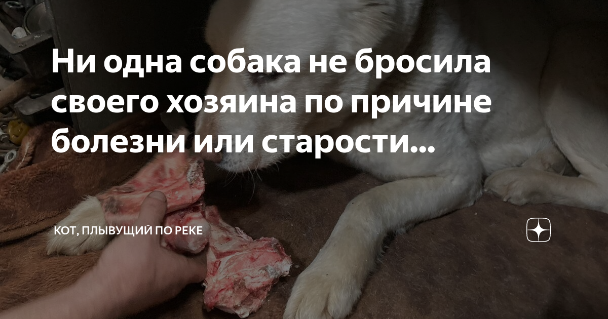 Ни одна собака не бросила своего хозяина по причине болезни или ...