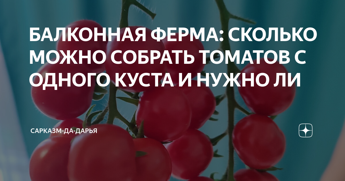 сколько огурцов можно собрать с одного куста