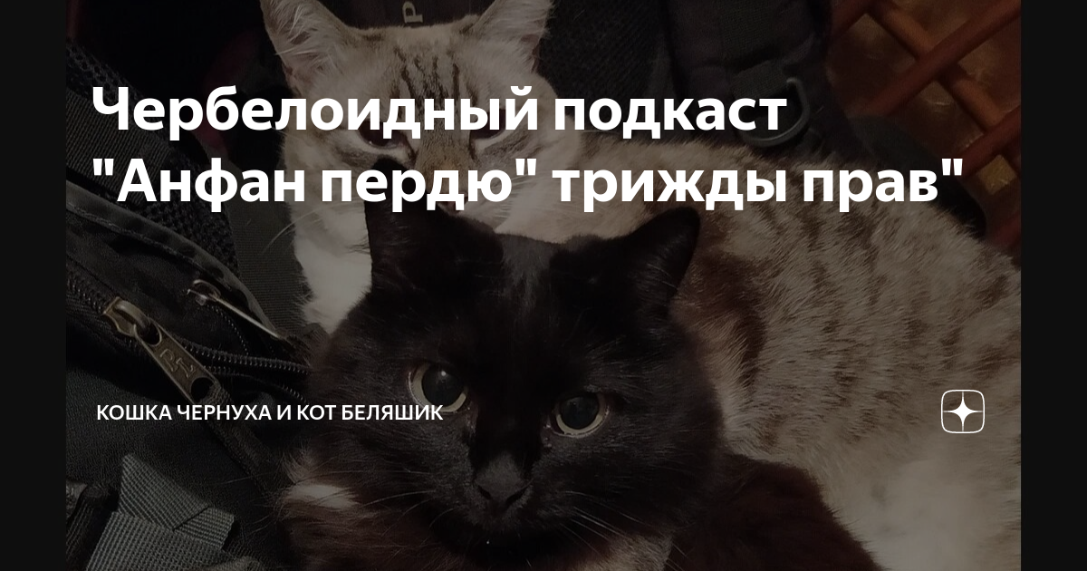 дзен коты беляшик и чернуха