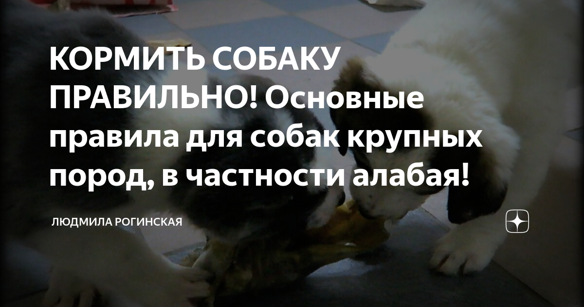 кормить собаку перед или после прогулки