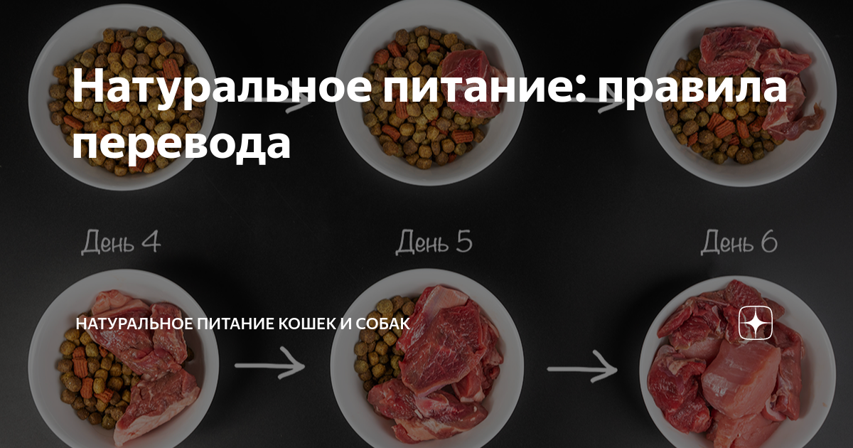 Переводим кошку на натуральное питание. Натуральное питание для кошек. Рацион кота на натуральном питании. Рацион питания кошки и собаки. Рацион кошки на натуральном питании на день