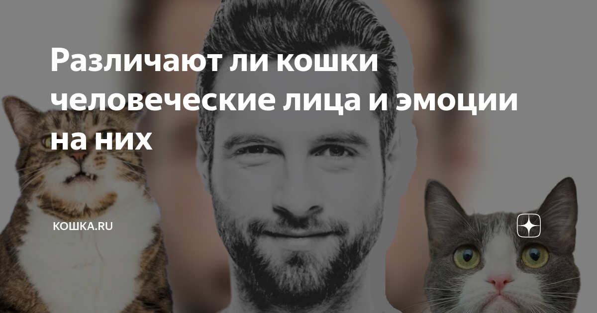 Различают ли кошки человеческие лица и эмоции на них | Кошка.ru | Дзен
