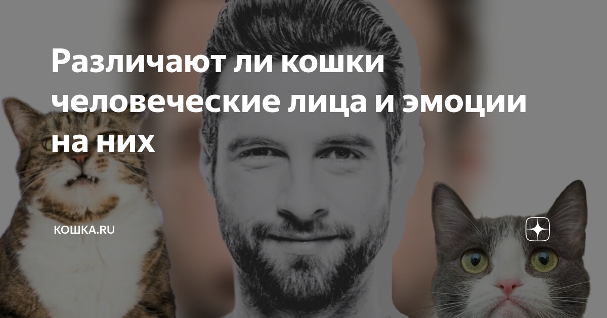 Отличит ли. Коты с человеческим лицом. Метка кота. Как видят коты. Как отличить кота от кошки взрослого.