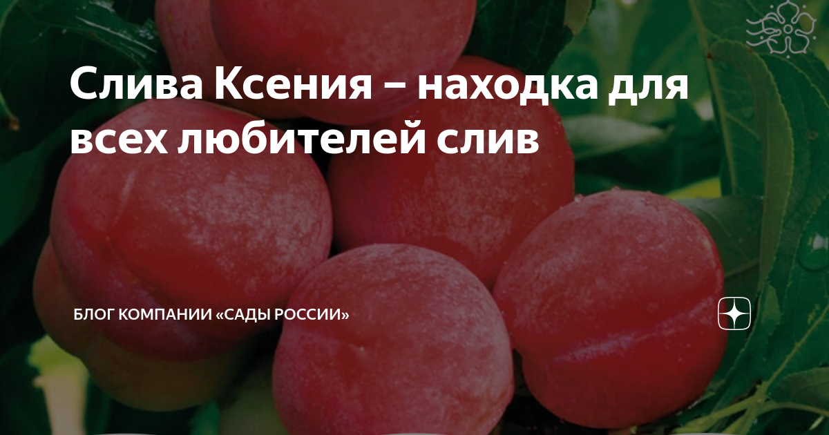 Слива Ксения - воплощение лучших качеств НПО "Сады России" - когда сад в удоволь