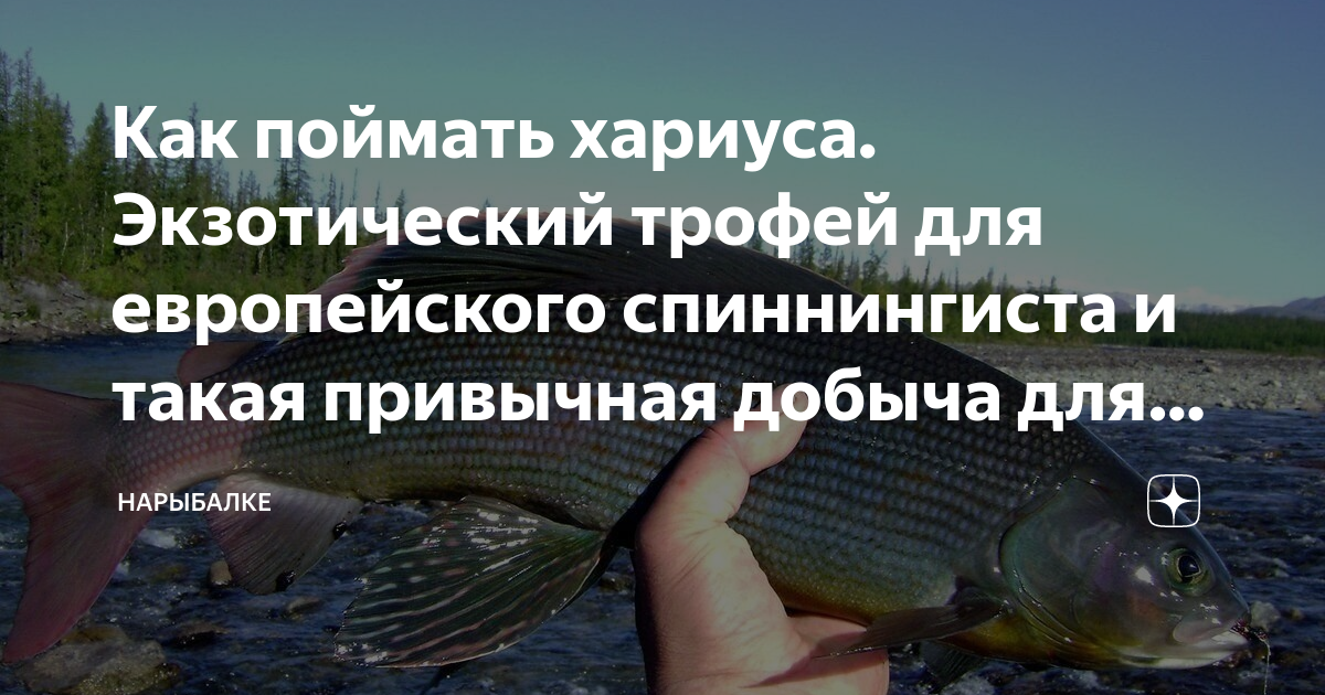 На что ловить хариуса в октябре