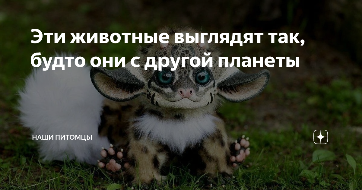 Они как будто снимают. Они как будто снимают. Они как будто снимают. Мемы с японским мудрецом. Камера для съемки.
