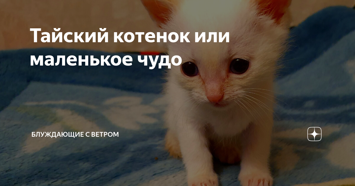 Котенок сидит под диваном