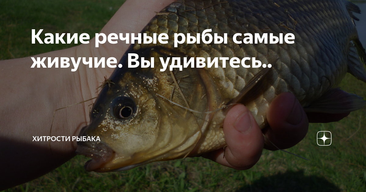 рыбки любят жить в воде