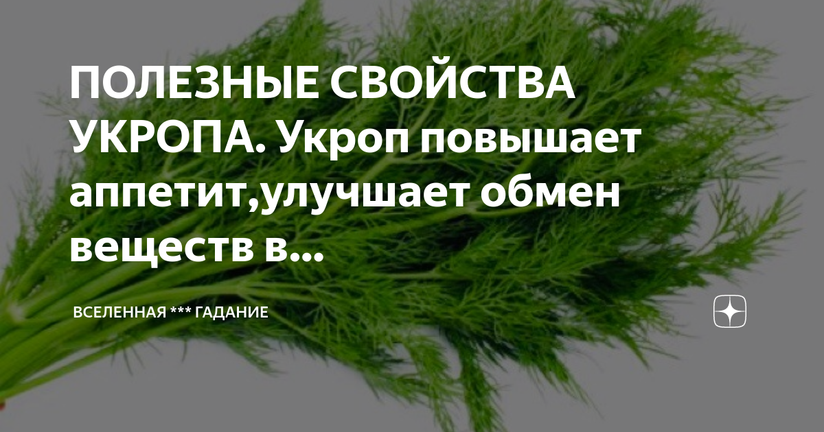 Полезные свойства укропа. Укроп польза. Фотография стебля укропа. Уроп. Чем полезен укроп для организма.