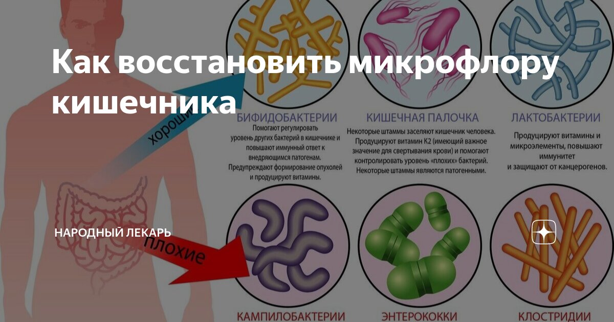 Микрофлора кишечника восстановление препараты