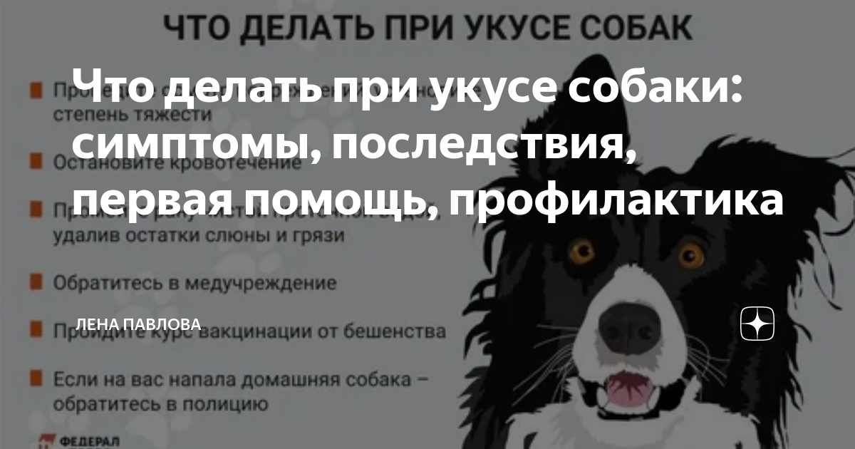 Покусала чужая собака. Что делать с бродячими собаками куда обращаться. Правила поведения с бездомными животными. Что делать если вас укусила собака. Собака юрист.