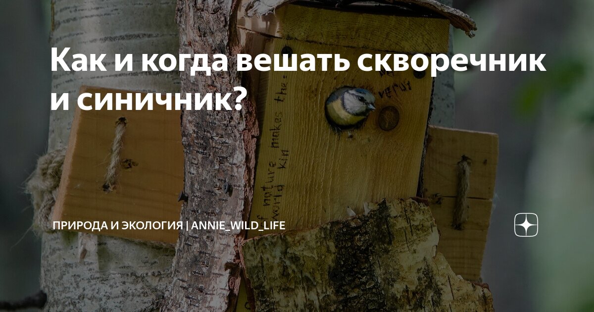 Как и когда вешать скворечник и синичник? | Природа и экология | annie ...