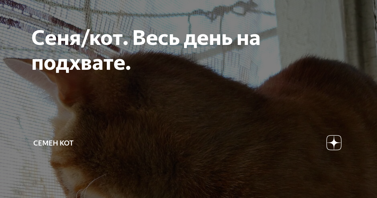 Кот сеня дзен. Кот сеня дзен. Кот сеня дзен. Кот сеня дзен. Кот сеня дзен.