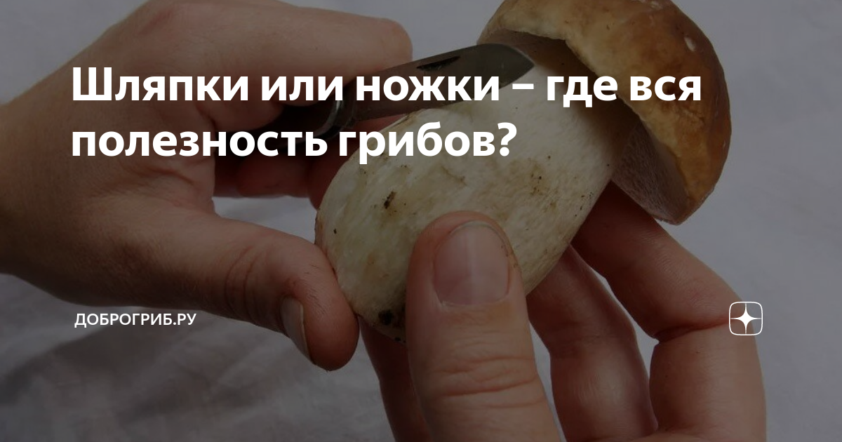 Шляпки или ножки – где вся полезность грибов? | Доброгриб.ру | Дзен