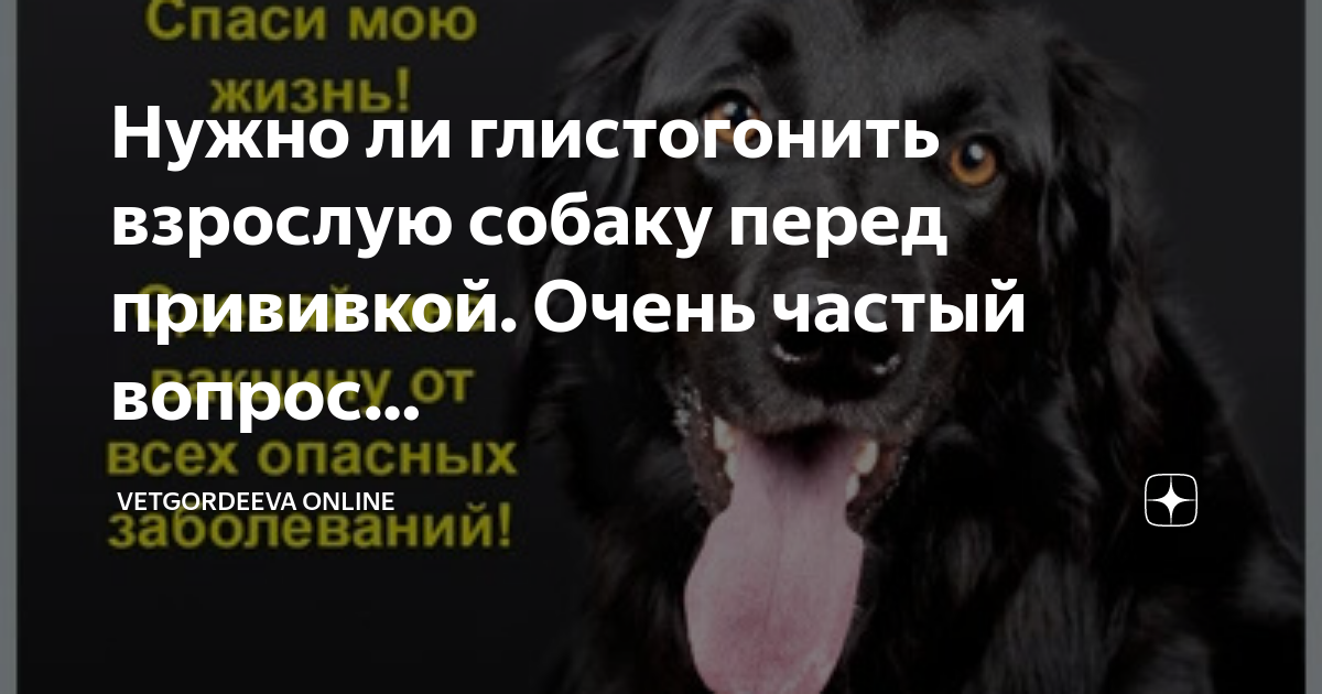 Глистогон для щенков перед прививкой. Надо ли щенков глистовать перед прививкой. За сколько дней до прививки глистогонить собаку взрослую. Нужно ли кормить собаку перед прививкой.