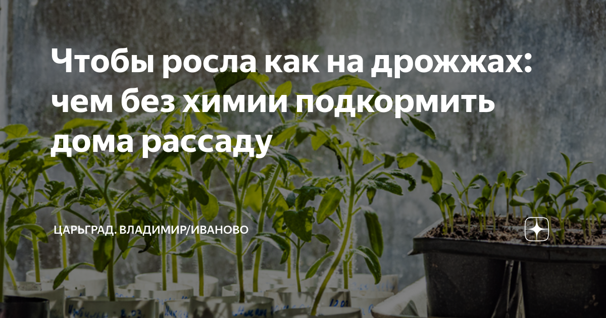 Рассада удобрение для рассады. Рассада перцев и баклажан. Дрожжи для рассады. Перец в теплице. Можно ли подкормить рассаду перца дрожжами.