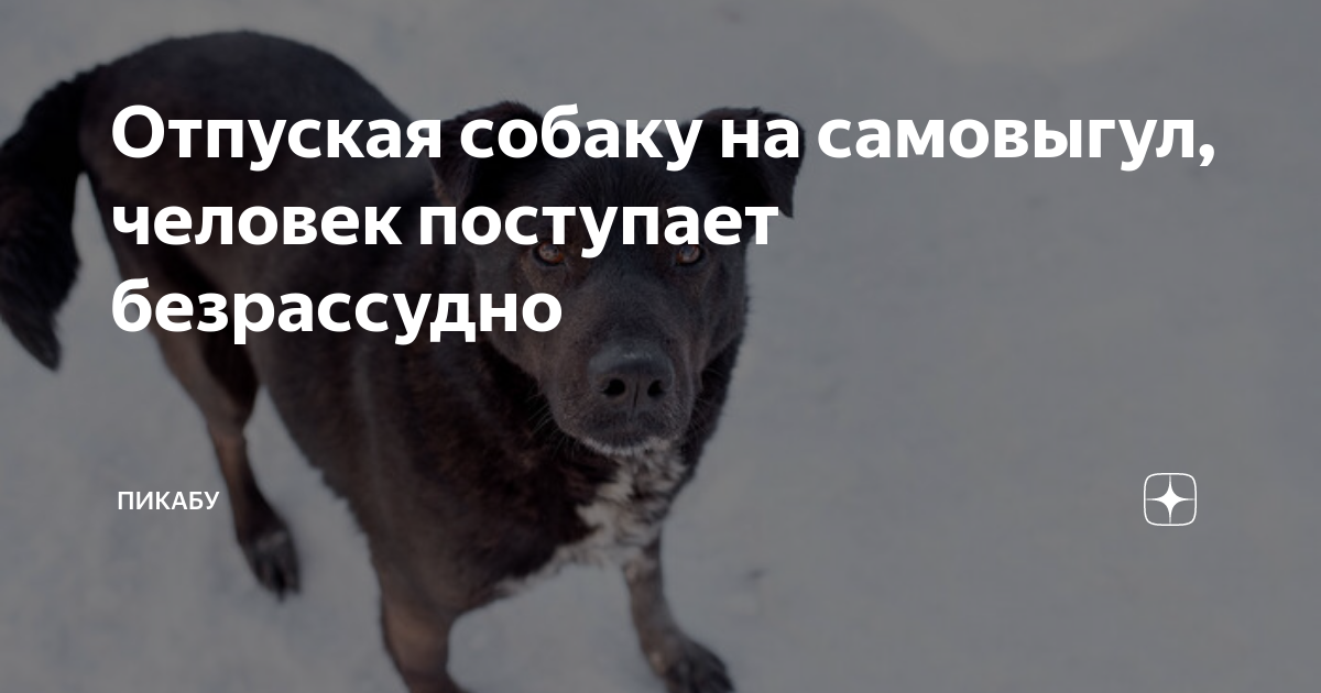 Отпустить собаку. Собака отпусти. Смешные кошки с надписями. Собака отпусти. Собака сарумана.