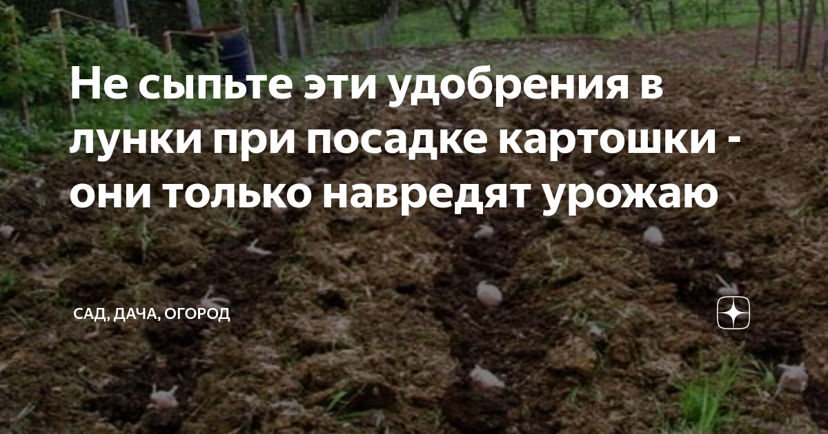 Не сыпьте эти удобрения в лунки при посадке картошки - они только ...