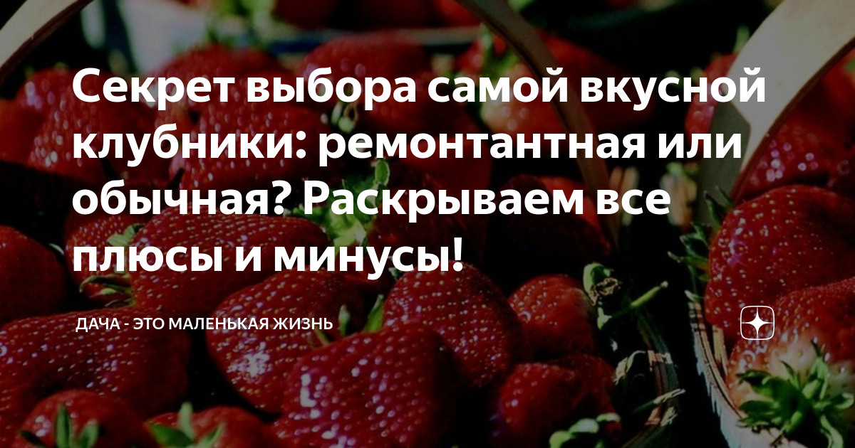 Секрет выбора самой вкусной клубники: ремонтантная или обычная ...