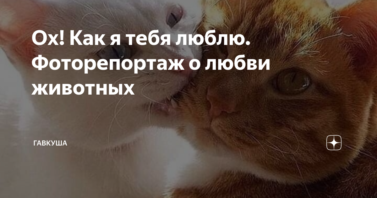 Нужно любить животных. Нужно любить животных