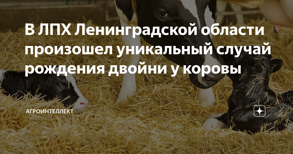 крестьянское фермерское хозяйство. ленинградская лпх. участок зимитицы. ленинградская лпх. ленинградская лпх.