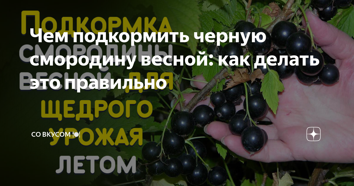 Чем подкормить черную смородину весной: как делать это правильно | СО ...