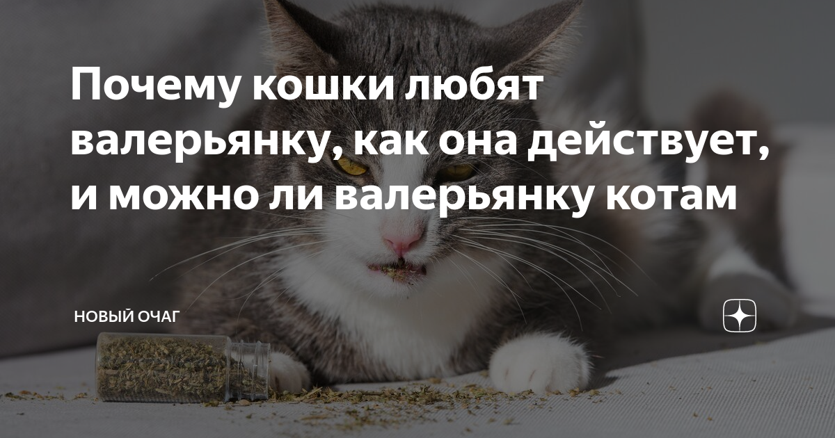 можно ли котам нюхать валерьянку