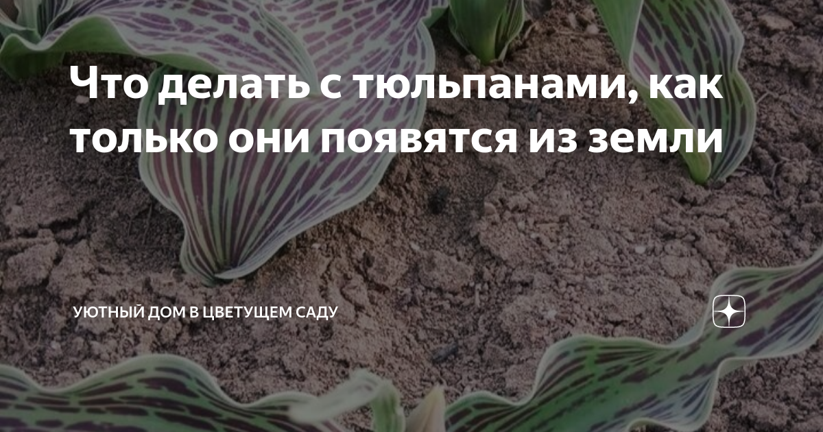 Оригинальная посадка тюльпанов. Посадка тюльпанов глубина посадки. На три клумбы посадили по 9 луковиц. На три клумбы посадили по 9 луковиц. Клумба из петуний и бархатцев фото.