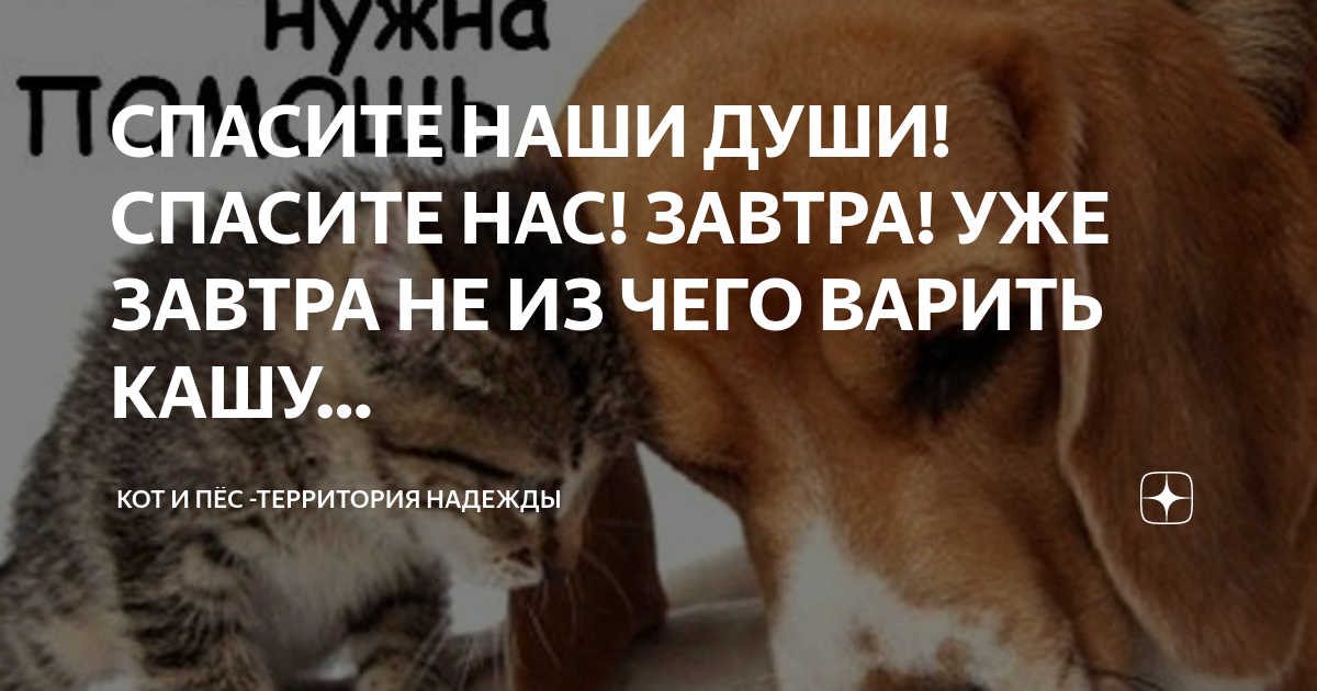 Rjireb b cj,frb. Красивые собаки и кошки. Кошка и собака в доме. Кот против кота. Кошки и собаки.