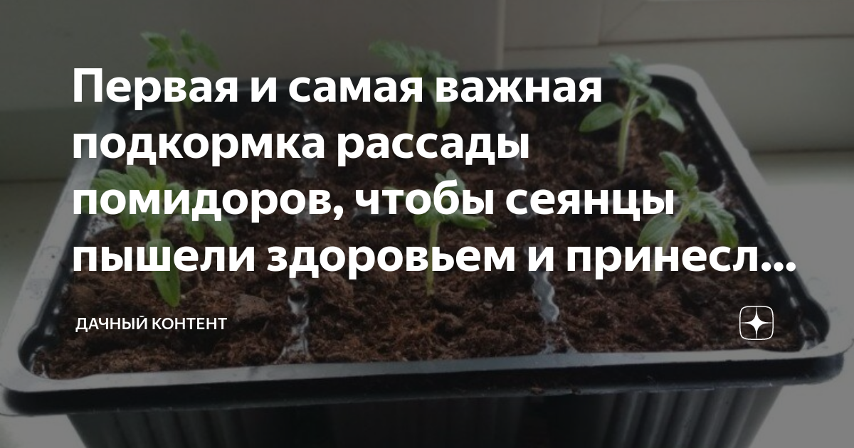 Сколько всходит рассада помидор в домашних условиях