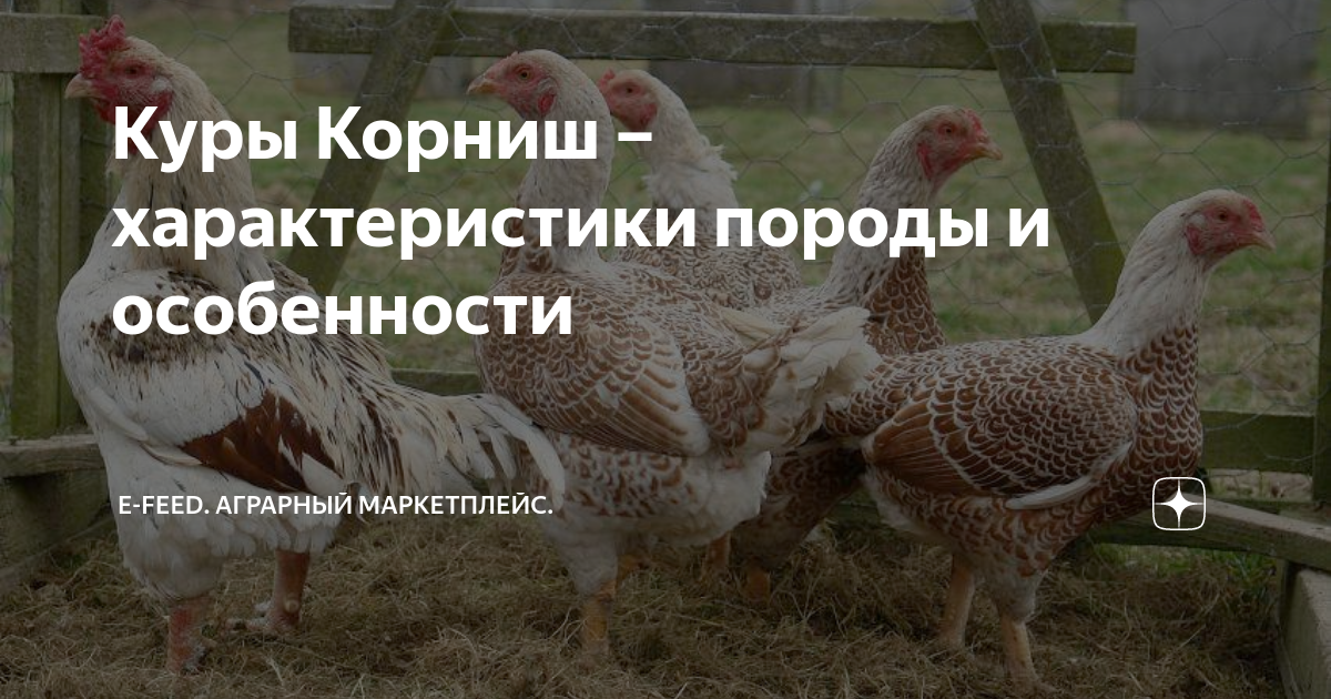 Куры Корниш – характеристики породы и особенности | e-Feed. Аграрный ...