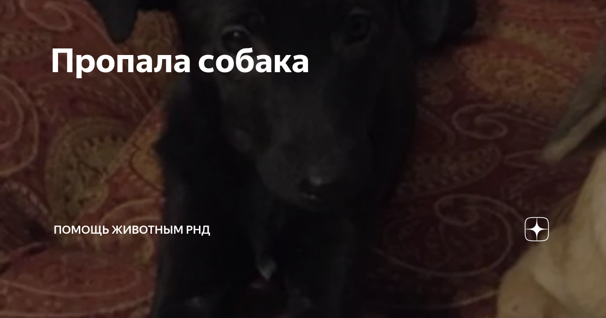 песня пропала собака живущая в нашем дворе