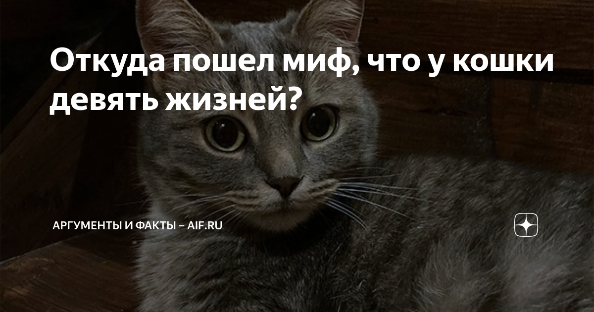 Откуда пошел миф, что у кошки девять жизней? Аргументы и факты - aif.ru Дзен