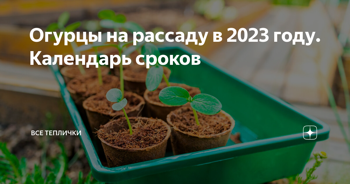 Посадка огурцов на рассаду в подмосковье