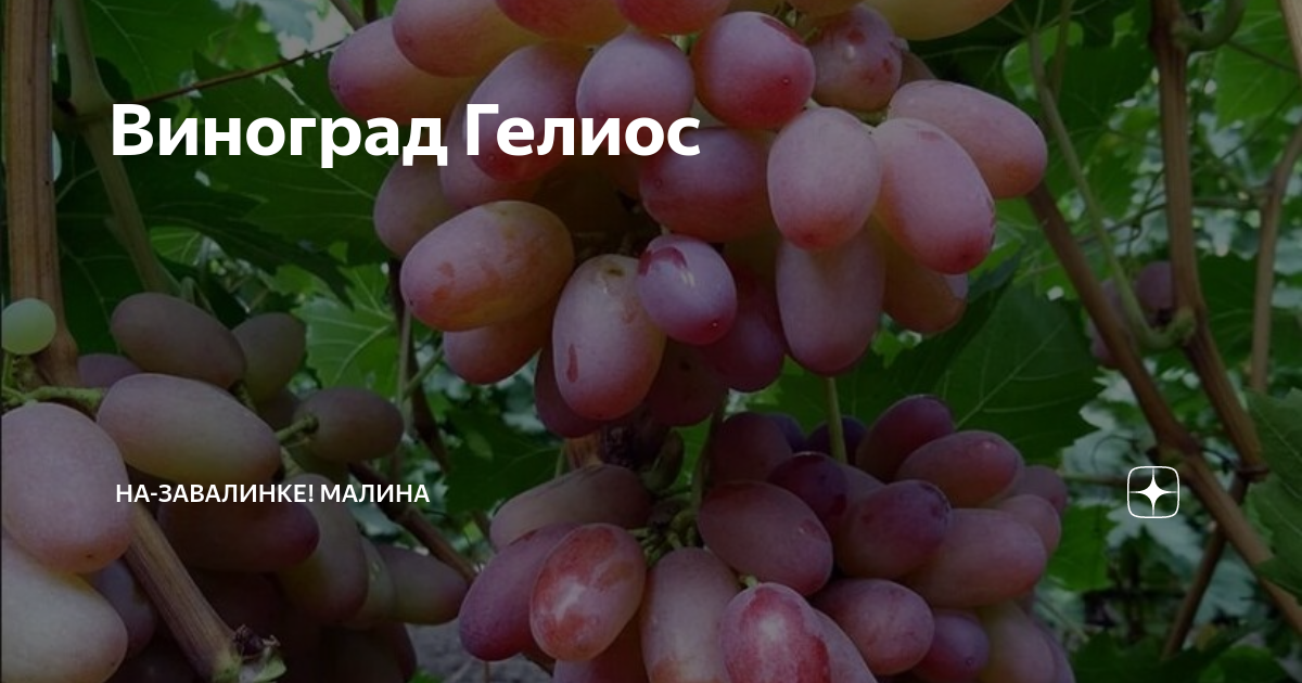 Виноград довга фото - DelaDom.ru