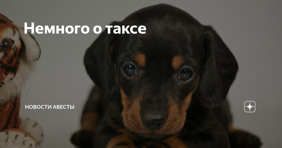 что тебе надо собака