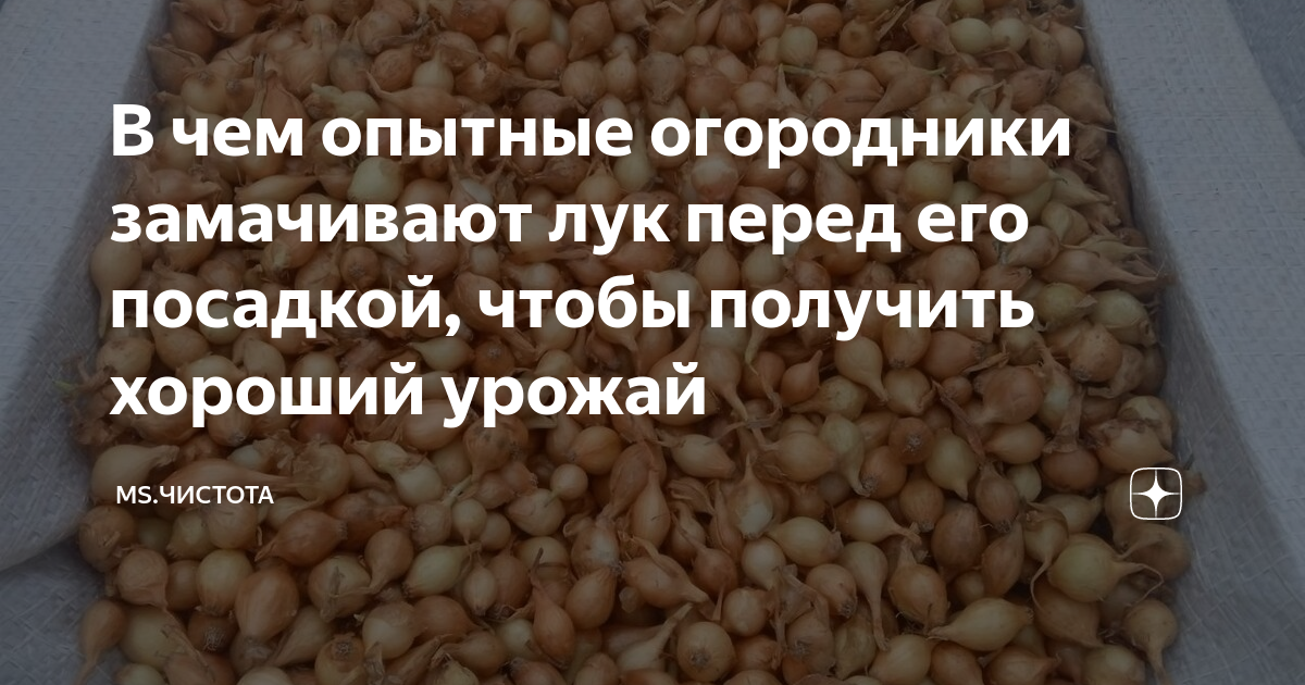 Сколько времени замачивают лук. Как замочить лук перед посадкой. Продолжительность замачивания лук-севка. Стимуляторы роста для замачивания лук-севка. В чем замочить лук перед посадкой от вредителей