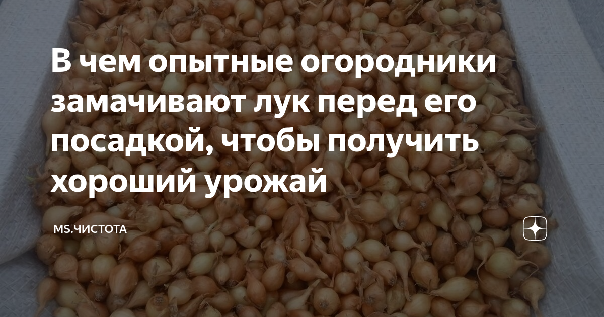 Продолжительность замачивания лук-севка. Стимуляторы роста для замачивания лук-севка. Трителейя подготовка луковиц очистка перед посадкой. Последствия неправильного замачивания лук-севка.