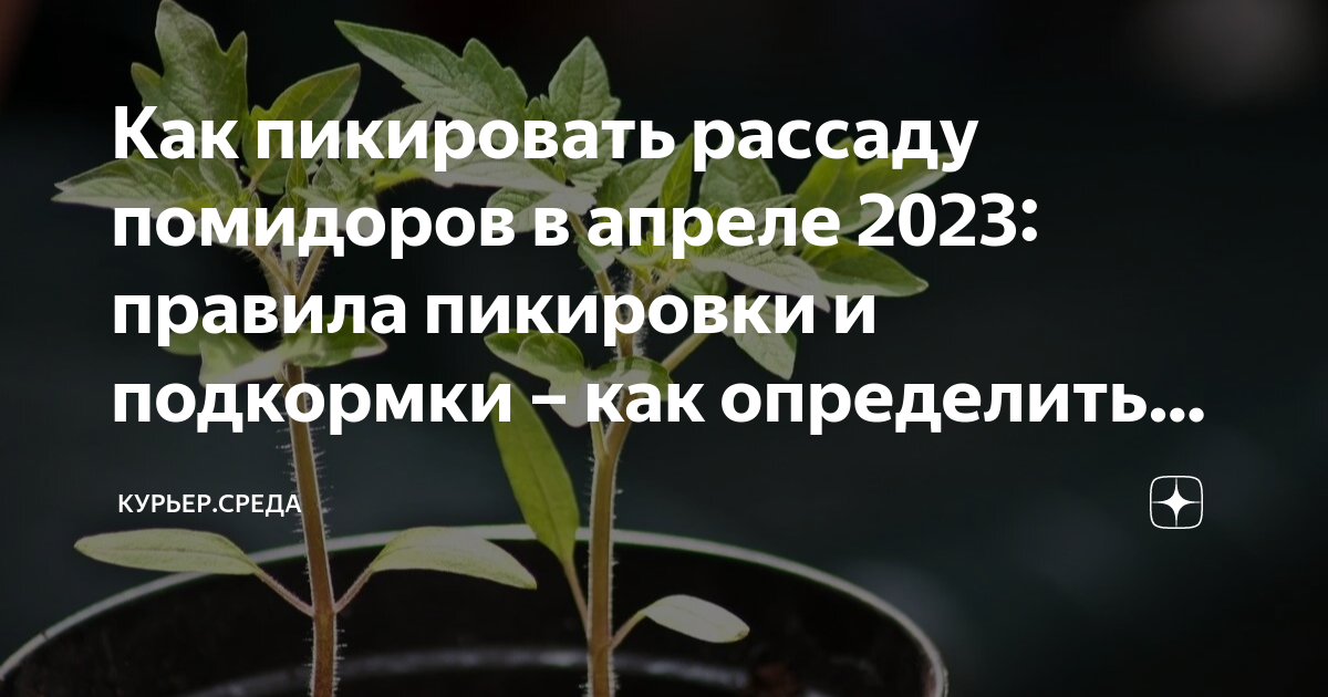 Пикировка томатов в апреле 2025г по лунному. Рассада помидор в апреле. пикировка рассады в апреле. пикировка рассады томатов в апреле. пикировка перцев в апреле.