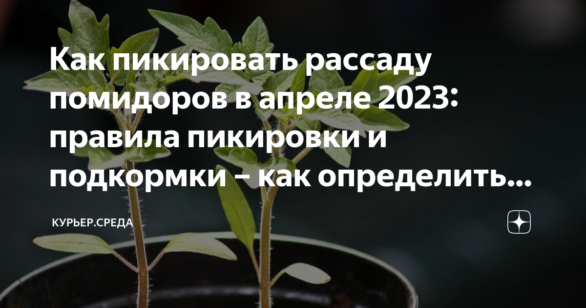 Благоприятные дни пикировки томатов в апреле 2024