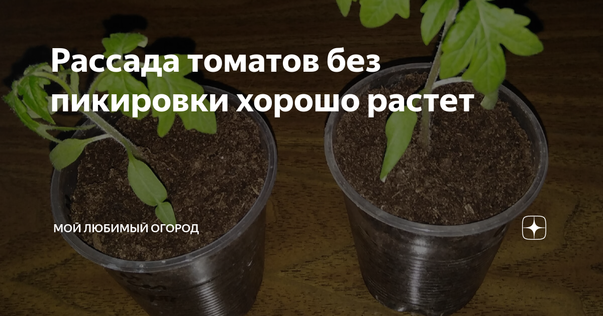 Когда пересаживать помидоры в стаканчики по лунному. Пикировка рассады томатов. Пикировка томатов в марте. Пикировка рассады томатов в марте. Недельная рассада томатов.