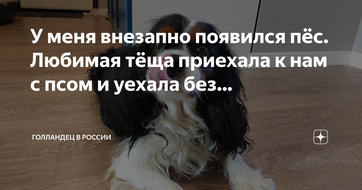 У меня внезапно появился пёс. Любимая тёща приехала к нам с псом и ...