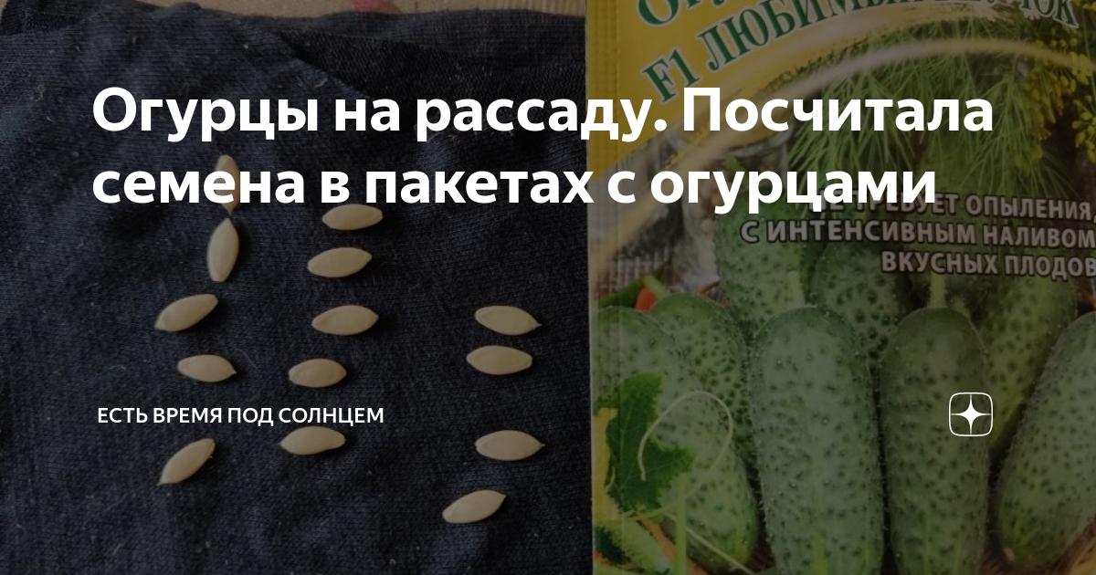 Какие семена у огурца. Посадка огурцов на рассаду на продажу. Рассада огурцов на 5 день. Посадка огурцов на рассаду в Подмосковье в апреле. Когда замачивать огурцы на рассаду