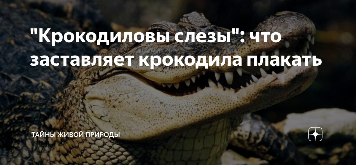 Крокодиловы слёзы. Крокодил в природе Дагестана. Какая добыча у крокодилов. Чехов Крокодиловы слезы проблема.