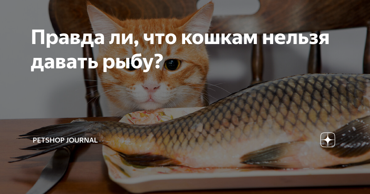 Правда ли, что кошкам нельзя давать рыбу? | Petshop Journal | Дзен