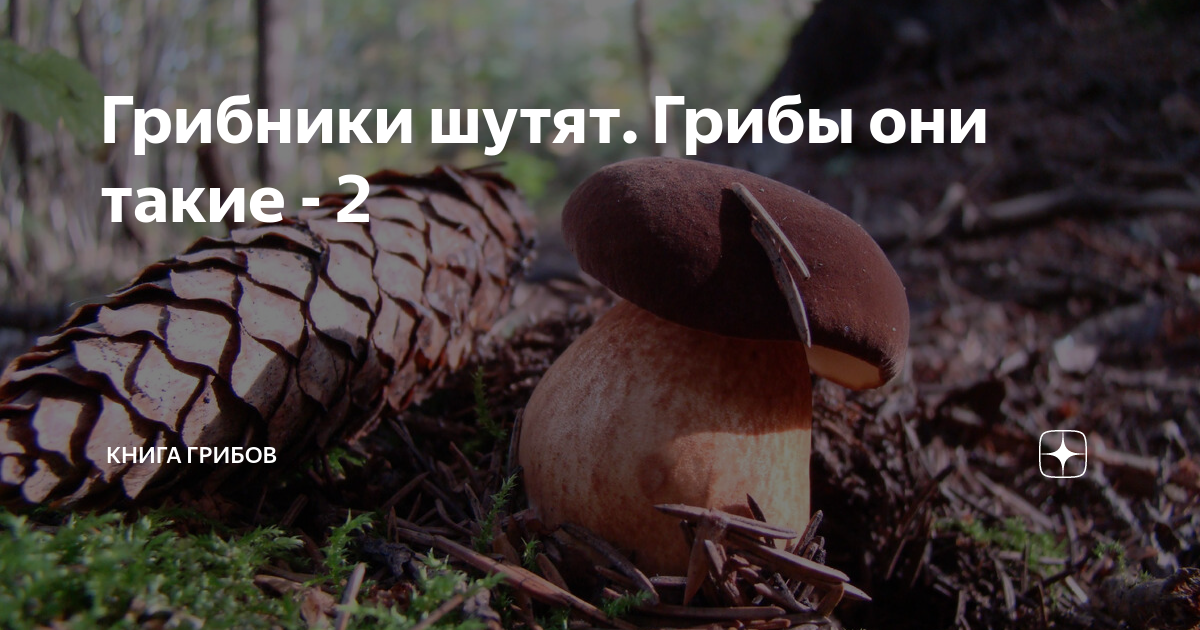 Грибы они такие. Гриб рыжик краткое описание. Псилоцибе кубенсис психотропные. Смешные грибы. Грибы они такие.