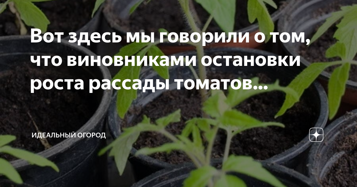 Рассада остановилась в росте. Пикировка растений. Рассада помидор пикировка в теплицу. Рассада помидор плохо развивается. Рассада томатов остановилась в развитии.