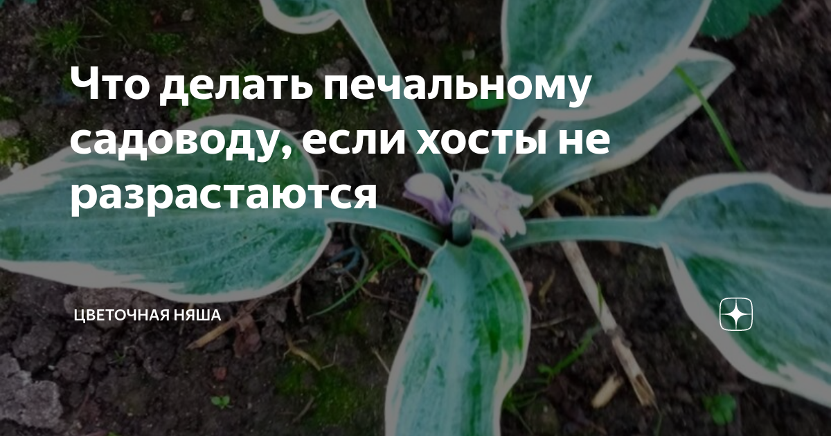 Что делать печальному садоводу, если хосты не разрастаются | Цветочная ...