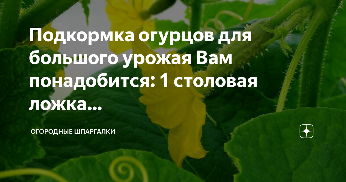 Аммиачная подкормка для огурцов. Борная кислота для огурцов. Полить огурцы борной кислотой. ПУСТОЦВЕТ на огурцах. Подкормка для завязи огурцов.