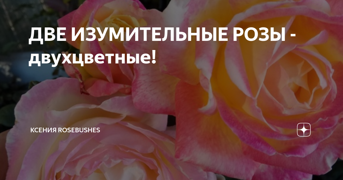 ДВЕ ИЗУМИТЕЛЬНЫЕ РОЗЫ - двухцветные! | Ксения Rosebushes | Дзен
